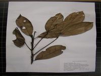 Herbarium sample